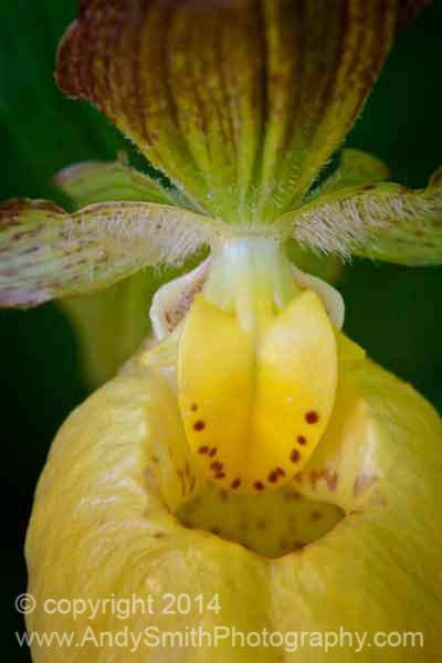 Yellow Lady's Slipper Closeup,<em>Cypripedium calceolus</em> 
